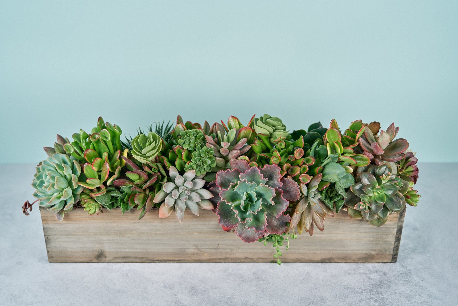 Woodland Extra Long Succulent Arrangement | Floral Centerpiece | Earth Friendly Event Table Decor
