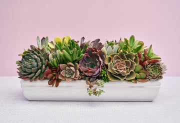 Long White Ceramic Living Succulent Arrangement Gift | Alt Floral Wedding Event Centerpiece Centerpiece | Indoor Garden