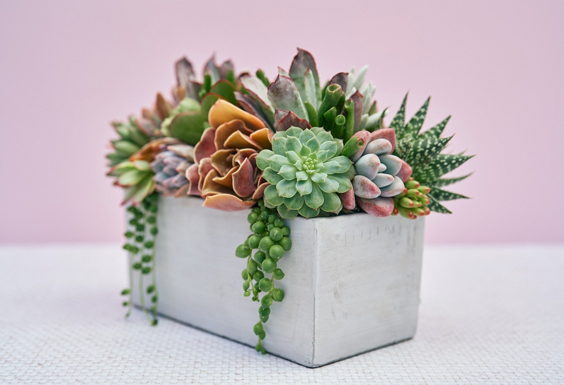 Concrete Rectangle Succulent Arrangement Gift | Alt Floral Wedding Event Centerpiece | Mother's Day Gift