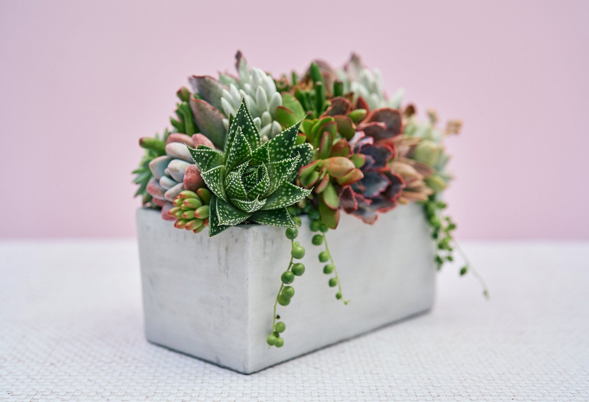 Concrete Rectangle Succulent Arrangement Gift | Alt Floral Wedding Event Centerpiece | Mother's Day Gift
