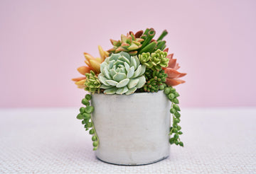 Small Concrete Succulent Arrangement Gift | Alt Floral Wedding Event Centerpiece | Mother's Day Gift