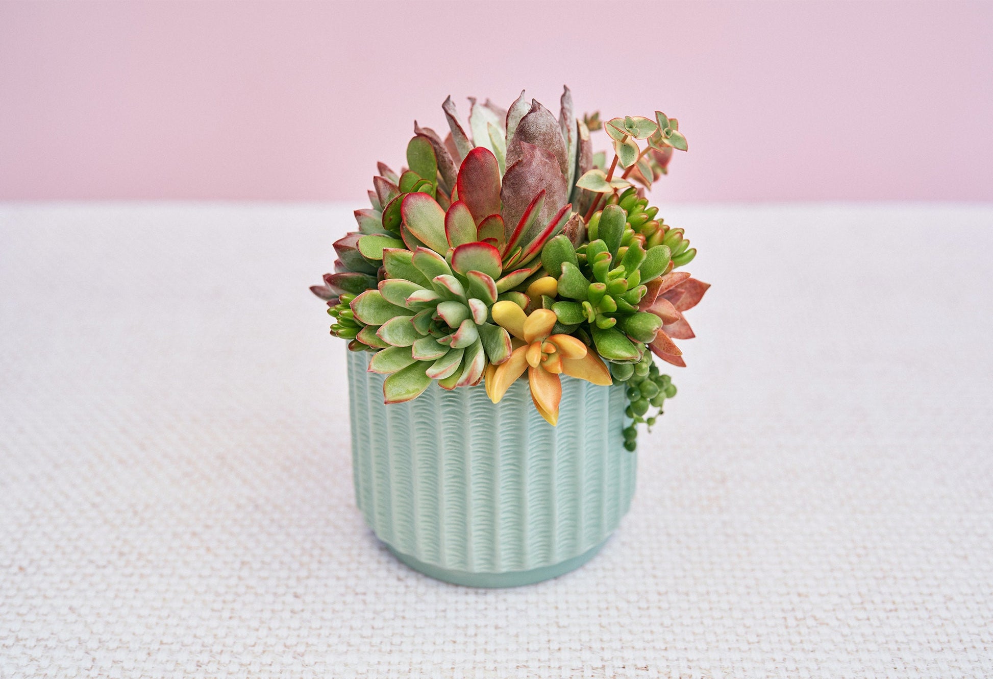 Mint Hatched Succulent Arrangement Gift | Birthday, Celebration, Sympathy, House Warming Living Gift for Plant Lovers | Gift for Mom
