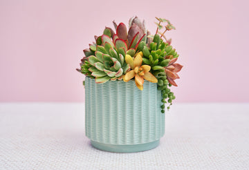 Mint Succulent Arrangement in Hatched Ceramic Planter