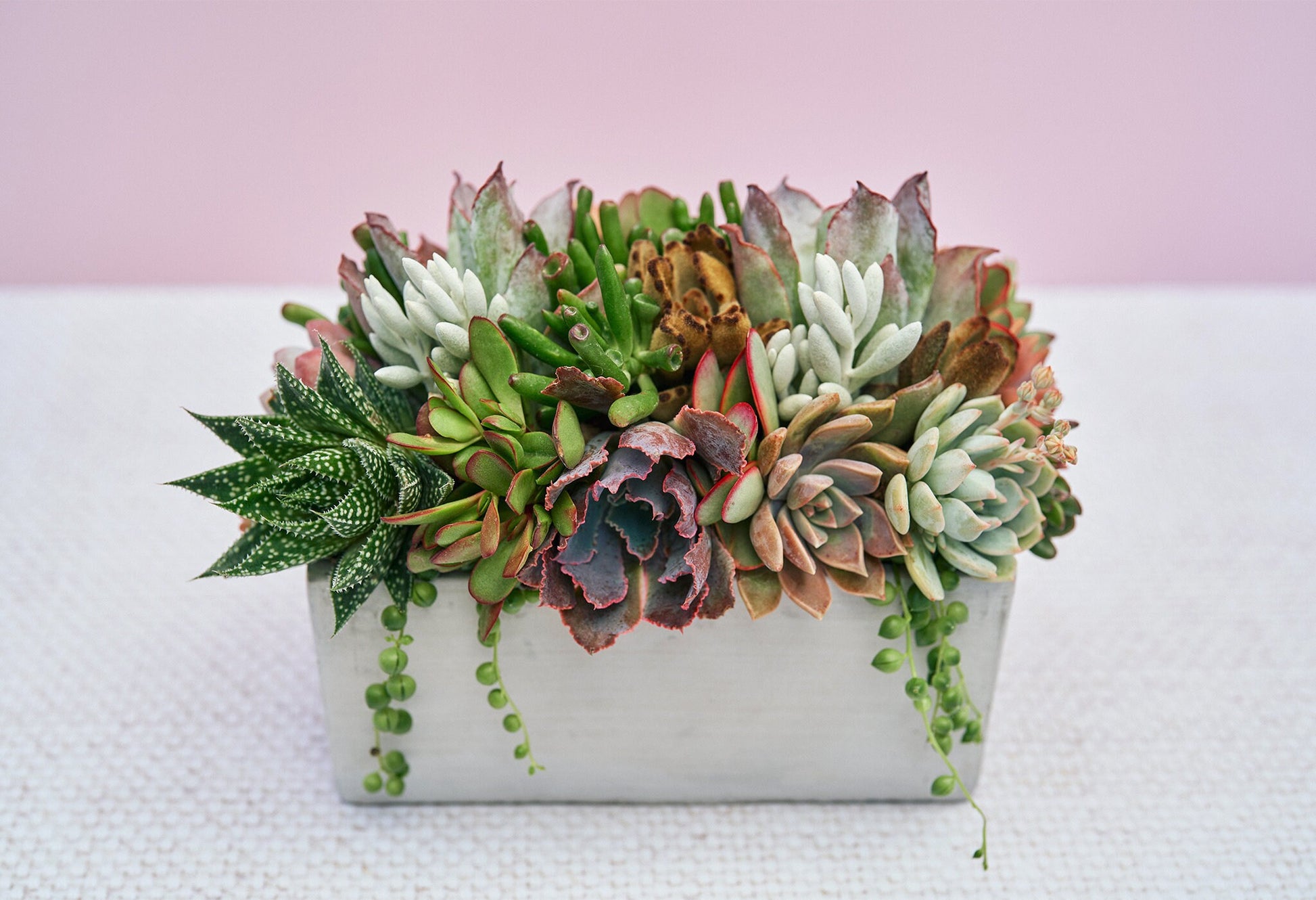 Concrete Rectangle Succulent Arrangement Gift | Alt Floral Wedding Event Centerpiece | Mother's Day Gift