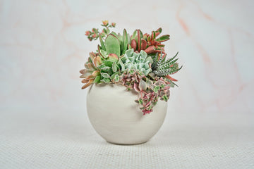 Cream Swirl Globe  Living Succulent Arrangement Gift | Birthday, Celebration, House Warming Living Gift for Plant Lovers