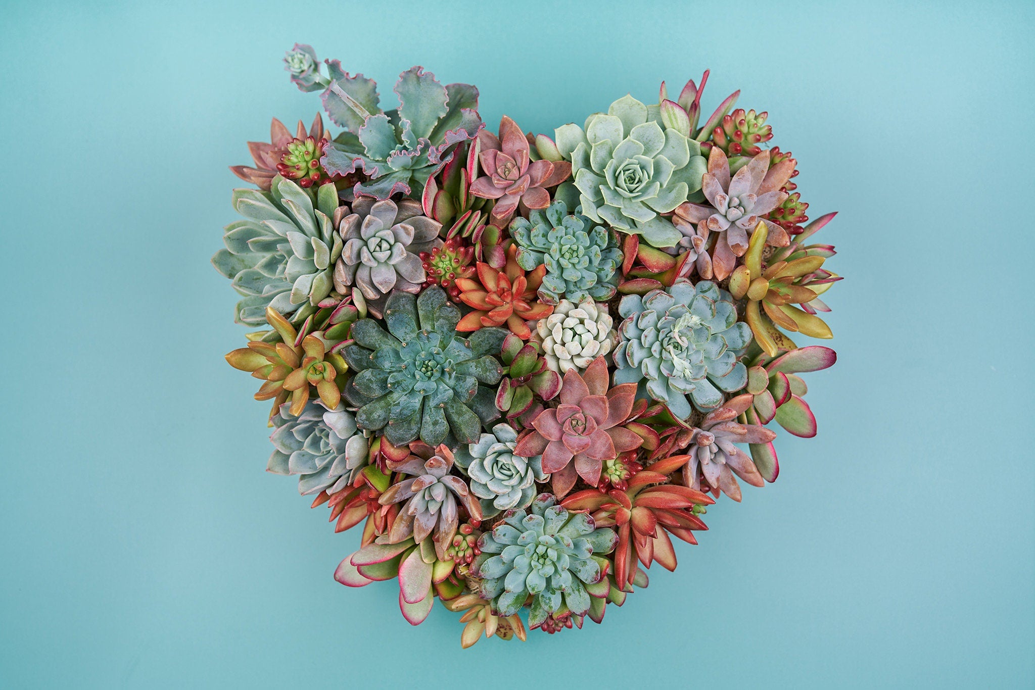 Succulent Heart Monogram Vertical Wall Garden 12