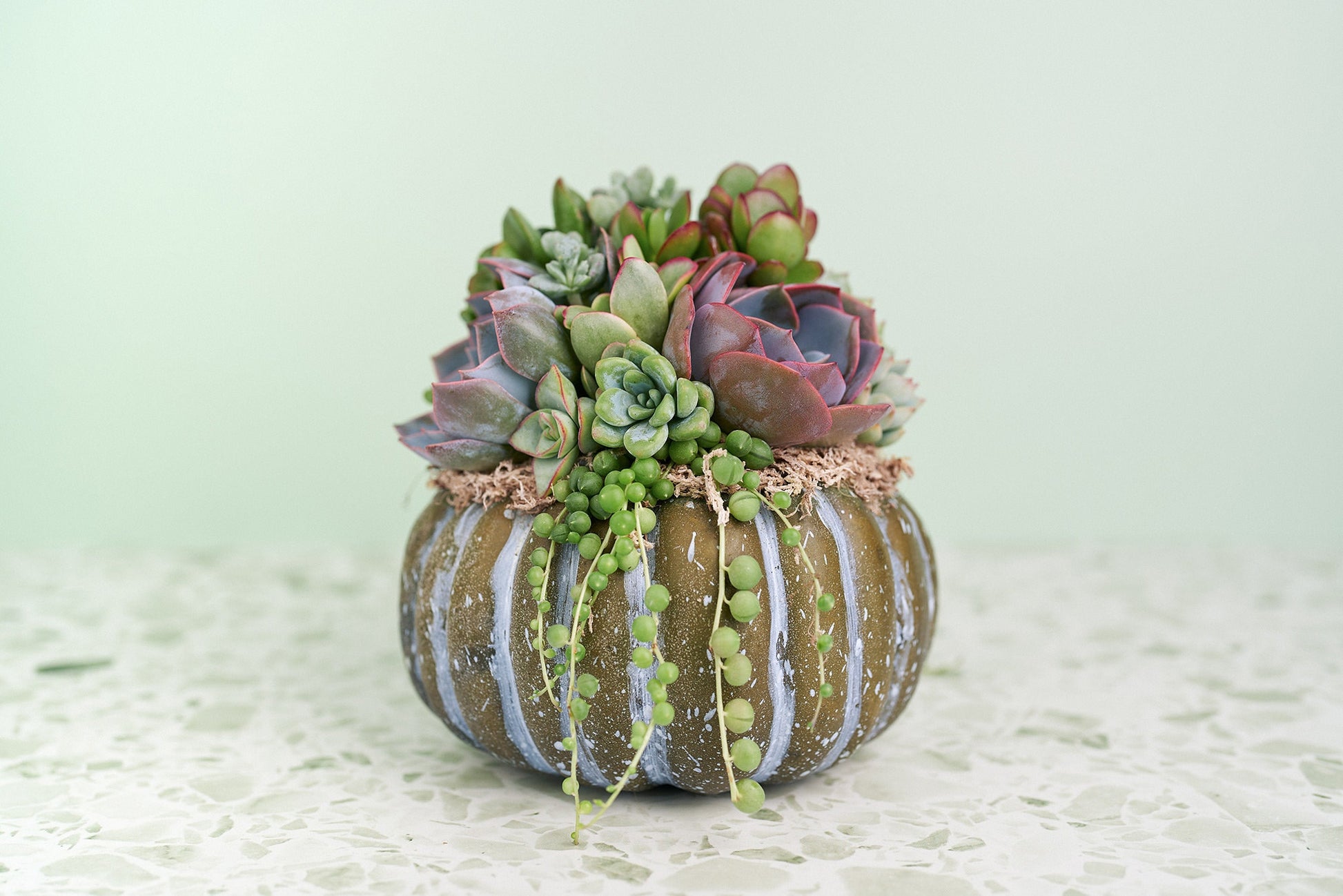 Medium Blue-Green Succulent Pumpkin | Fall Gift for Housewarming & Hosts | Autumn Table Decor | Halloween-Thanksgiving Decor