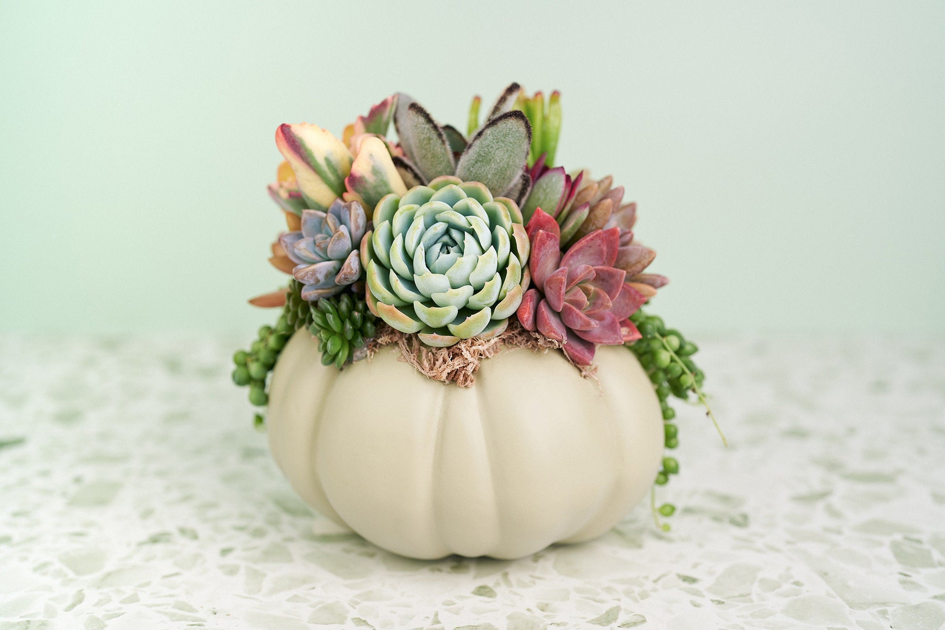 Sage Green Succulent Pumpkin | Fall Gift for Housewarming & Hosts | Autumn Table Decor | Halloween- Thanksgiving Decor