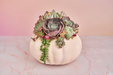 Large Blush Pink Succulent Pumpkin with Dried Floral Accents | Fall Gift for Housewarming & Hosts | Autumn Table Decor| Thanksgiving Table