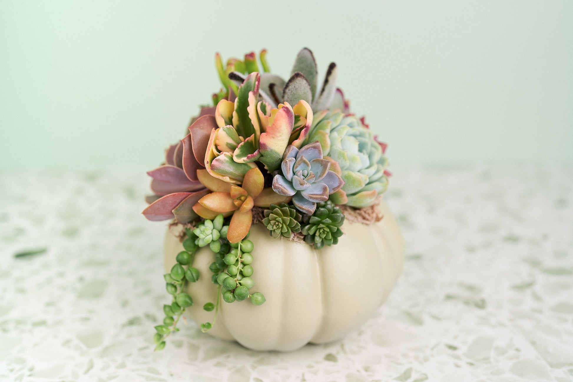 Sage Green Succulent Pumpkin | Fall Gift for Housewarming & Hosts | Autumn Table Decor | Halloween- Thanksgiving Decor