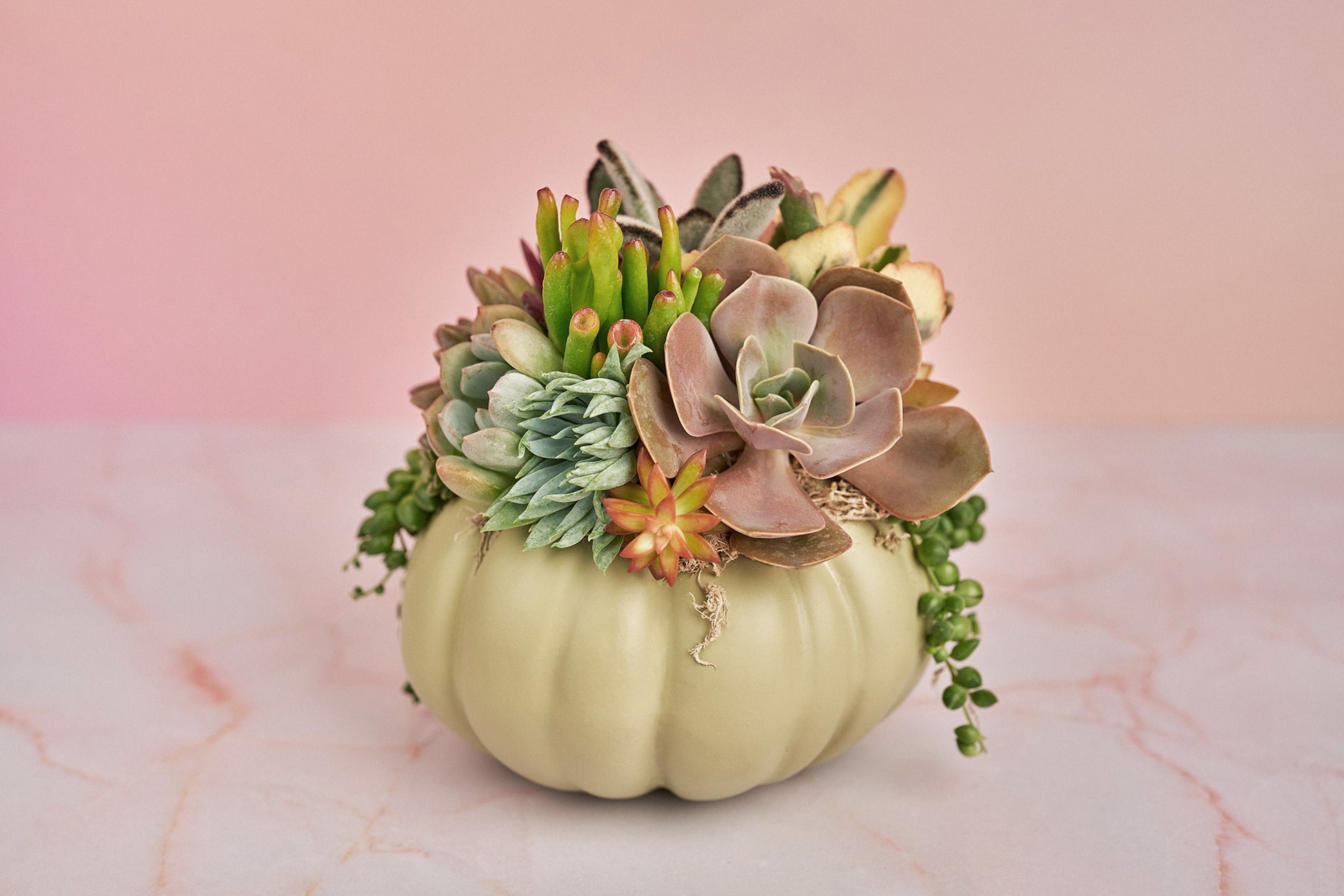 Sage Green Succulent Pumpkin | Fall Gift for Housewarming & Hosts | Autumn Table Decor | Halloween- Thanksgiving Decor