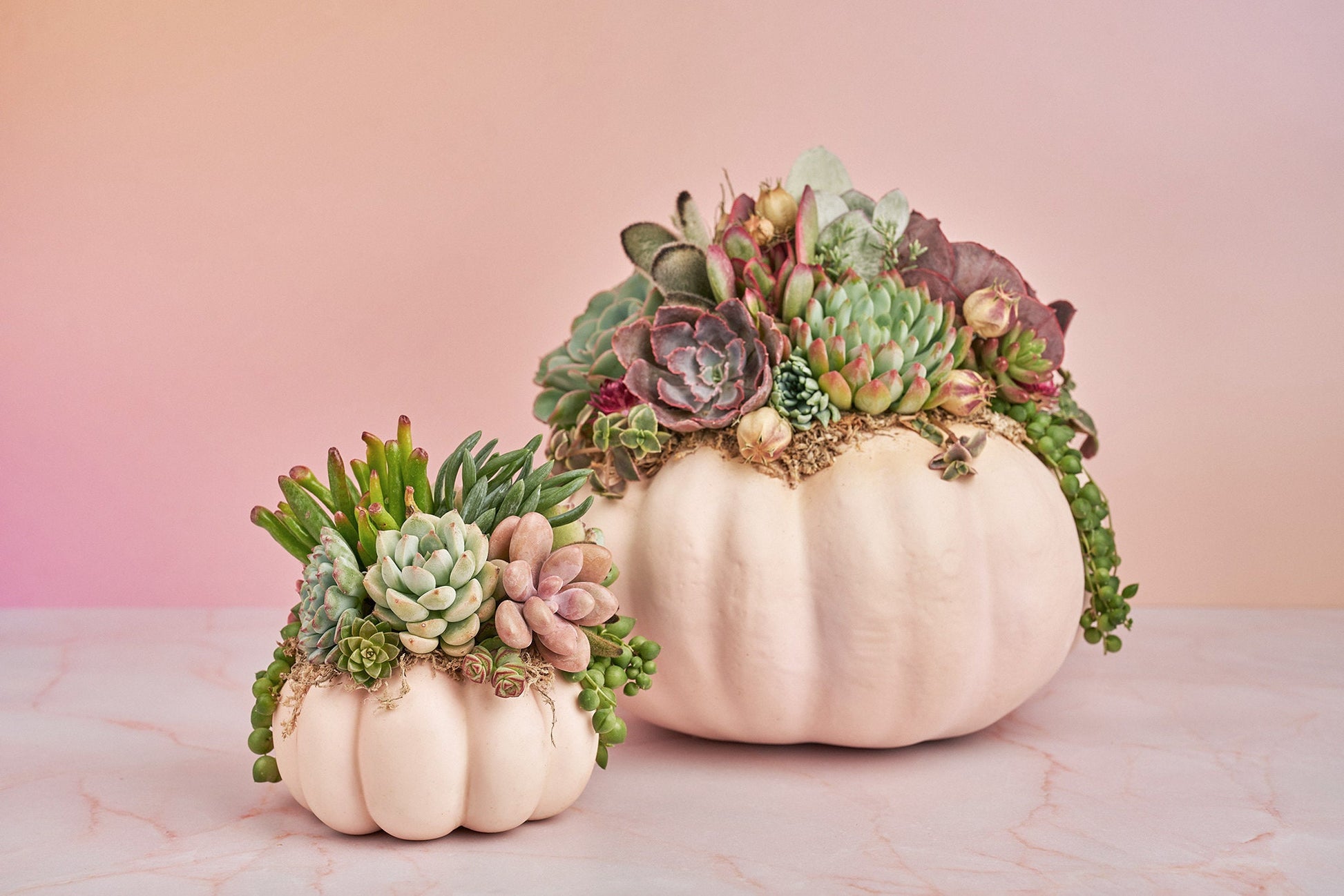 Large Blush Pink Succulent Pumpkin with Dried Floral Accents | Fall Gift for Housewarming & Hosts | Autumn Table Decor| Thanksgiving Table