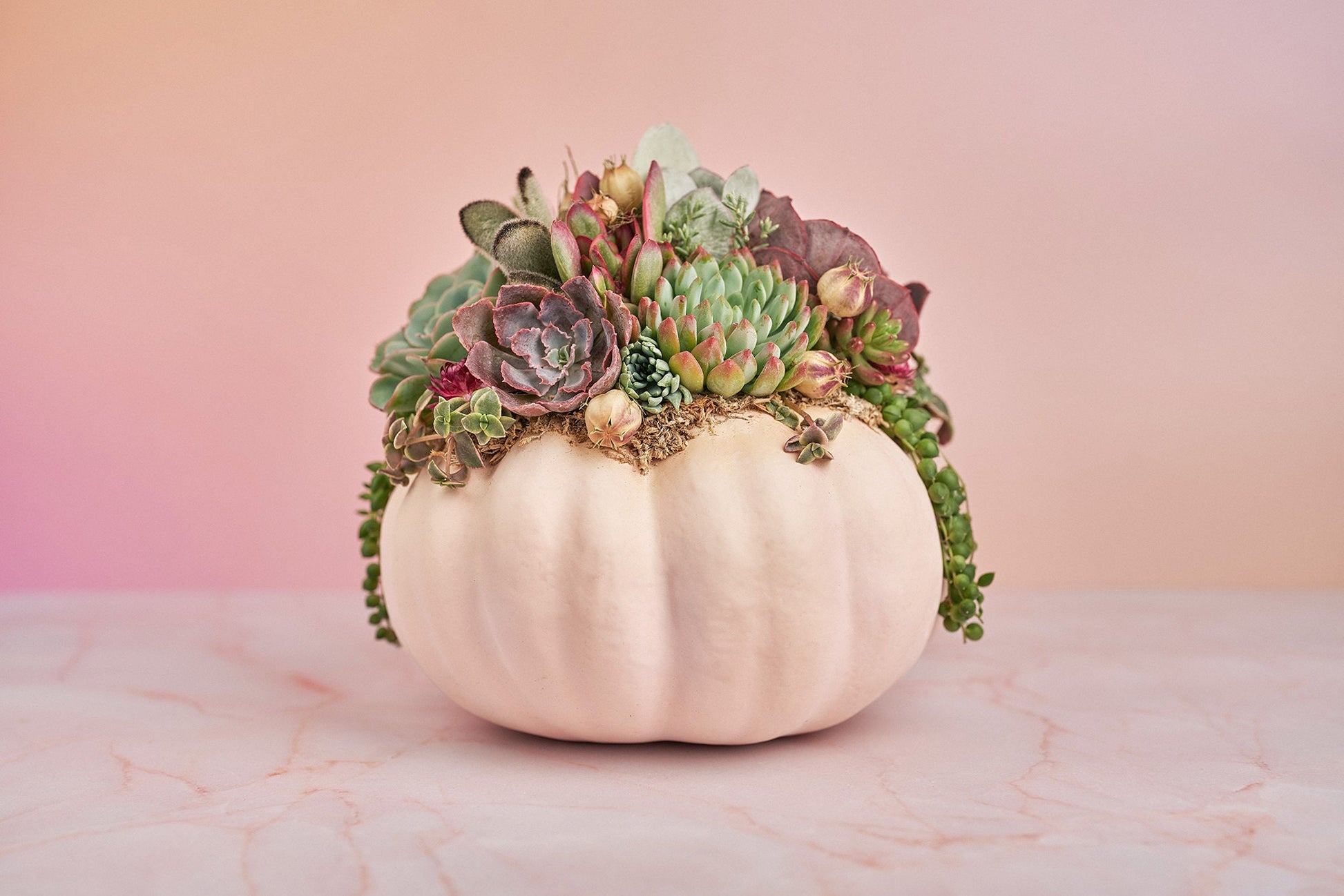 Large Blush Pink Succulent Pumpkin with Dried Floral Accents | Fall Gift for Housewarming & Hosts | Autumn Table Decor| Thanksgiving Table