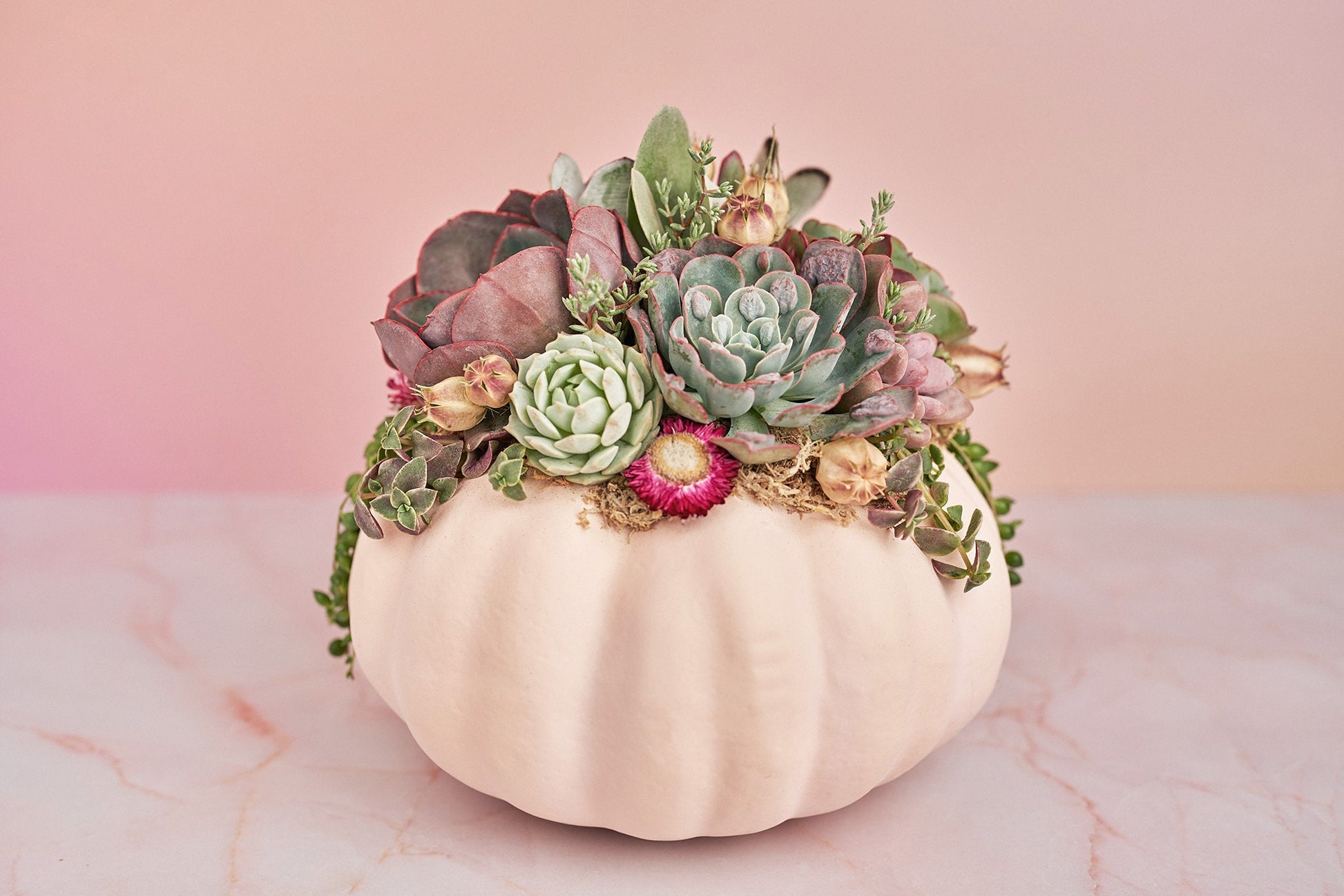 Large Blush Pink Succulent Pumpkin with Dried Floral Accents | Fall Gift for Housewarming & Hosts | Autumn Table Decor| Thanksgiving Table
