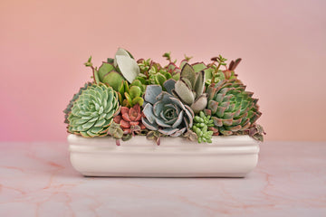 Long White Ceramic Living Succulent Arrangement Gift | Alt Floral Wedding Event Centerpiece Centerpiece | Indoor Garden