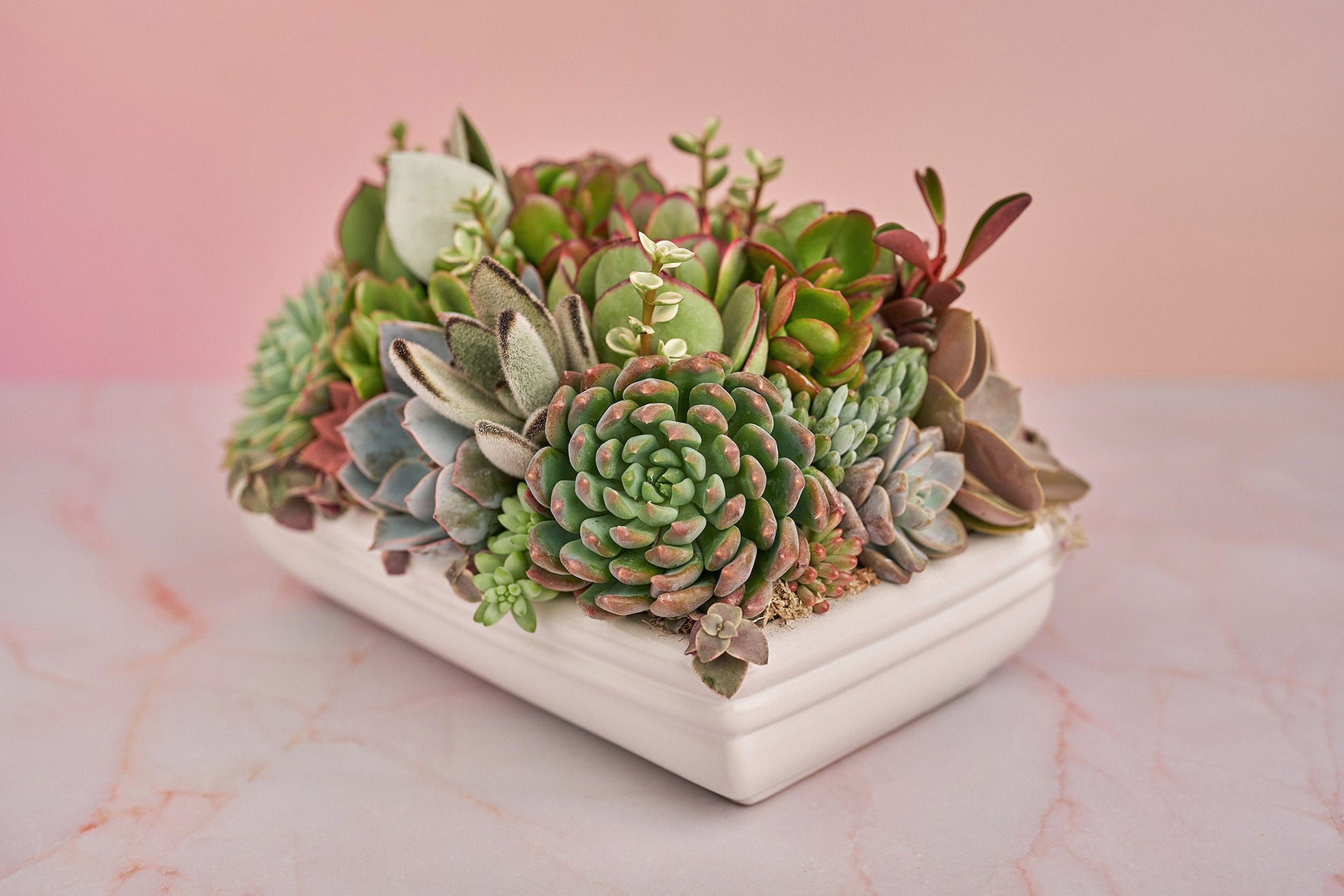 Long White Ceramic Living Succulent Arrangement Gift | Alt Floral Wedding Event Centerpiece Centerpiece | Indoor Garden