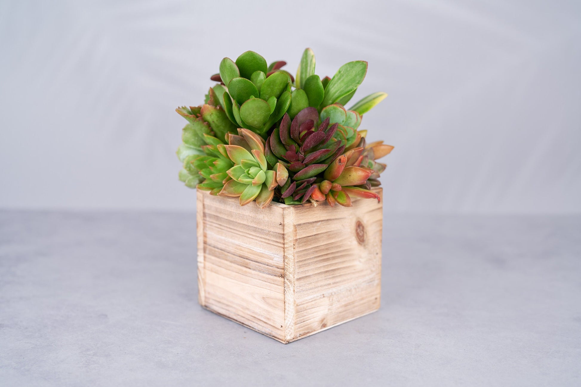 Small Wood Rustic Succulent Arrangement Planter: Living Succulent Gift or Centerpiece for Weddings & Events
