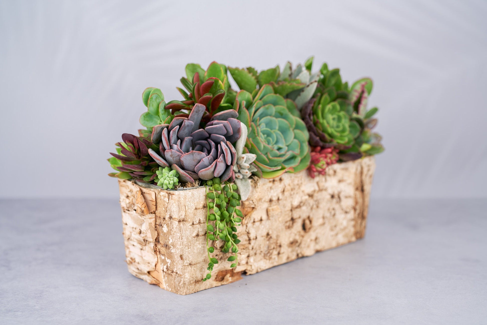 Long Birch Succulent Arrangement Planter: Living Succulent Gift or Centerpiece for Weddings & Events