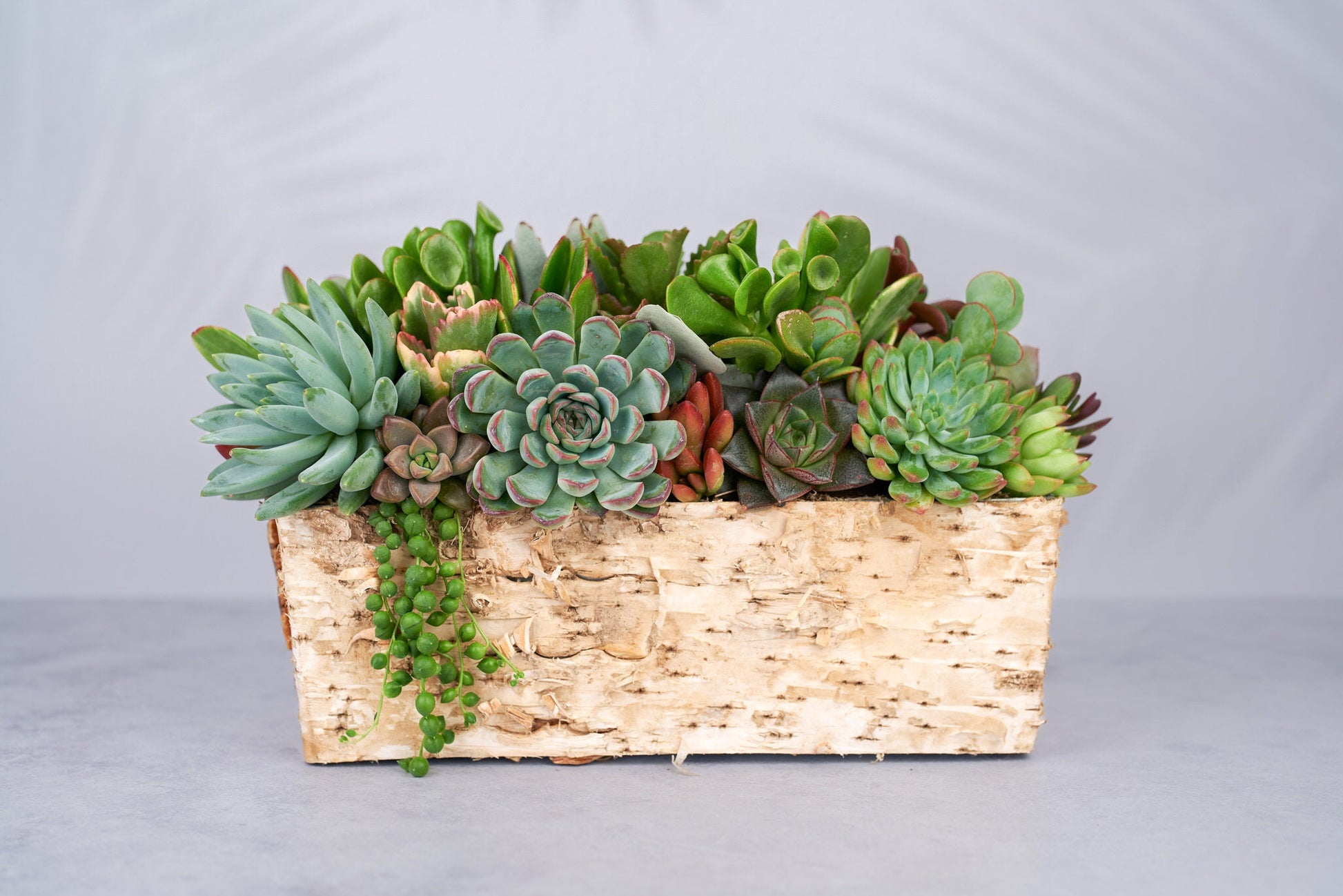 Long Birch Succulent Arrangement Planter: Living Succulent Gift or Centerpiece for Weddings & Events