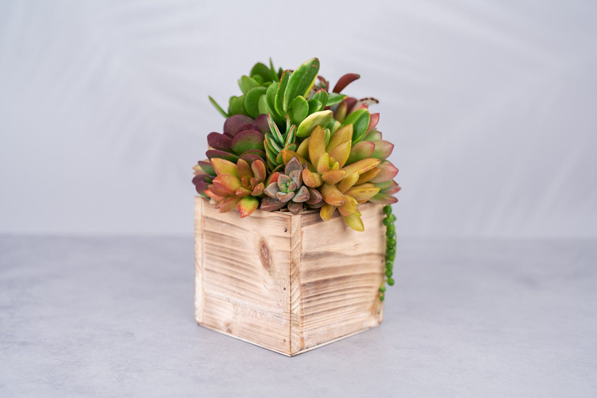 Small Wood Rustic Succulent Arrangement Planter: Living Succulent Gift or Centerpiece for Weddings & Events