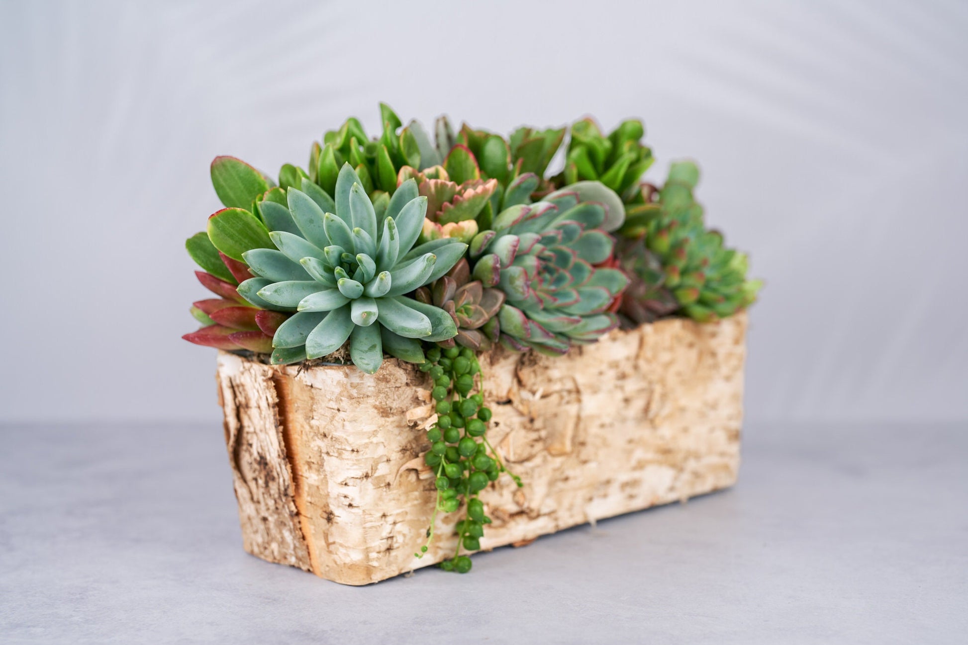 Long Birch Succulent Arrangement Planter: Living Succulent Gift or Centerpiece for Weddings & Events