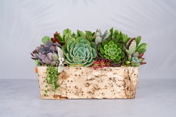 Long Birch Succulent Arrangement Planter: Living Succulent Gift or Centerpiece for Weddings & Events