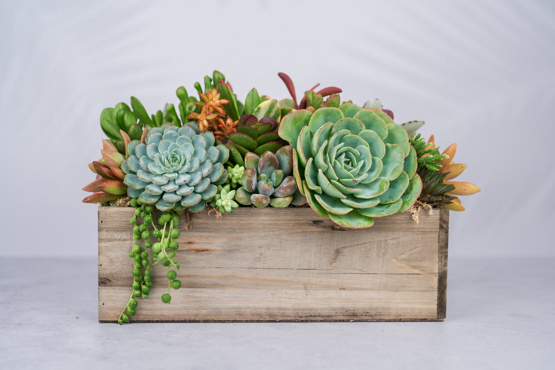 Rustic Wood Rectangle Succulent Arrangement Planter: Living Succulent Gift or Centerpiece for Weddings & Events
