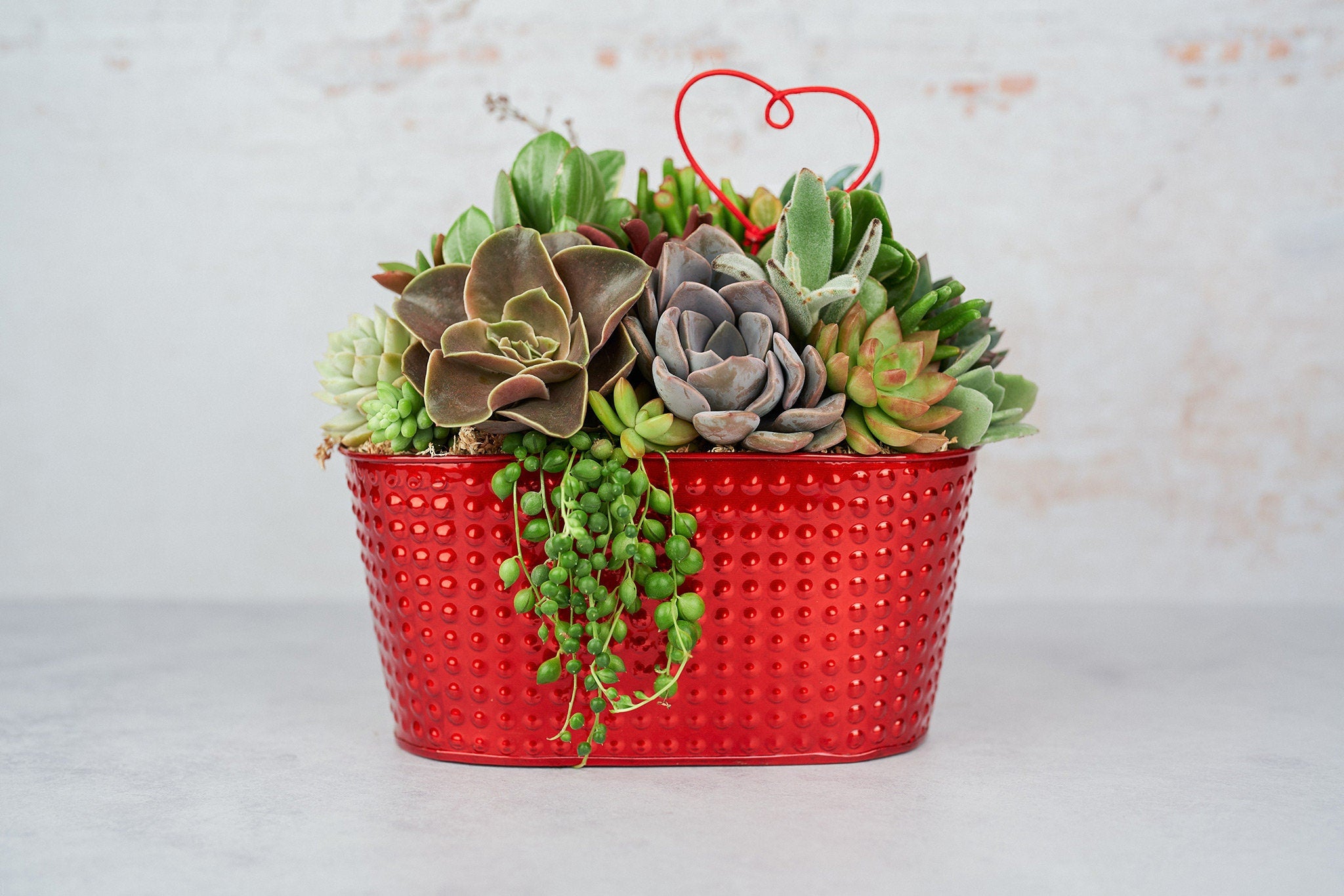 succulents valentine's day Red Metal Living Succulent Arrangement Container