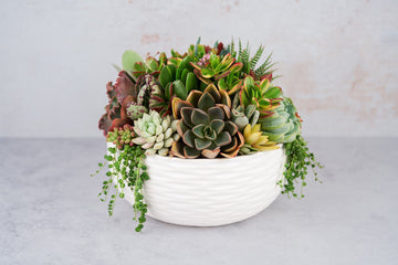 Large White Ceramic Bowl Succulent Arrangement Planter