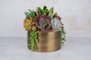 Bronze Metal Bowl Succulent Arrangement Planter: Modern Living Succulent Gift, Centerpiece for Weddings & Events, Housewarming Gift