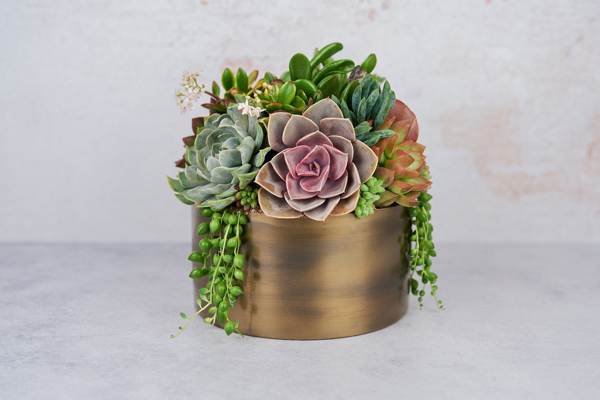 Bronze Metal Bowl Succulent Arrangement Planter