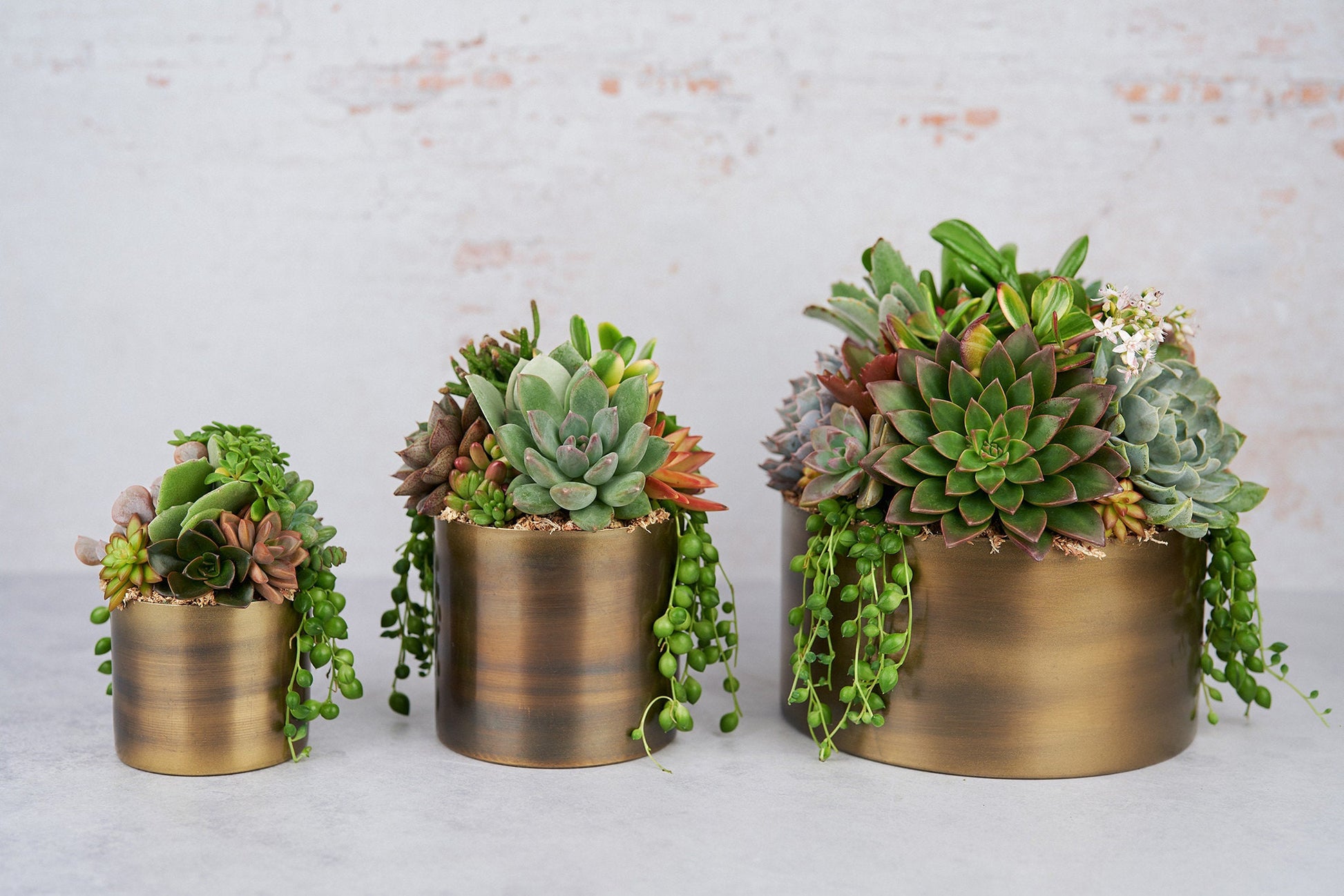 Bronze Metal Bowl Succulent Arrangement Planter: Modern Living Succulent Gift, Centerpiece for Weddings & Events, Housewarming Gift