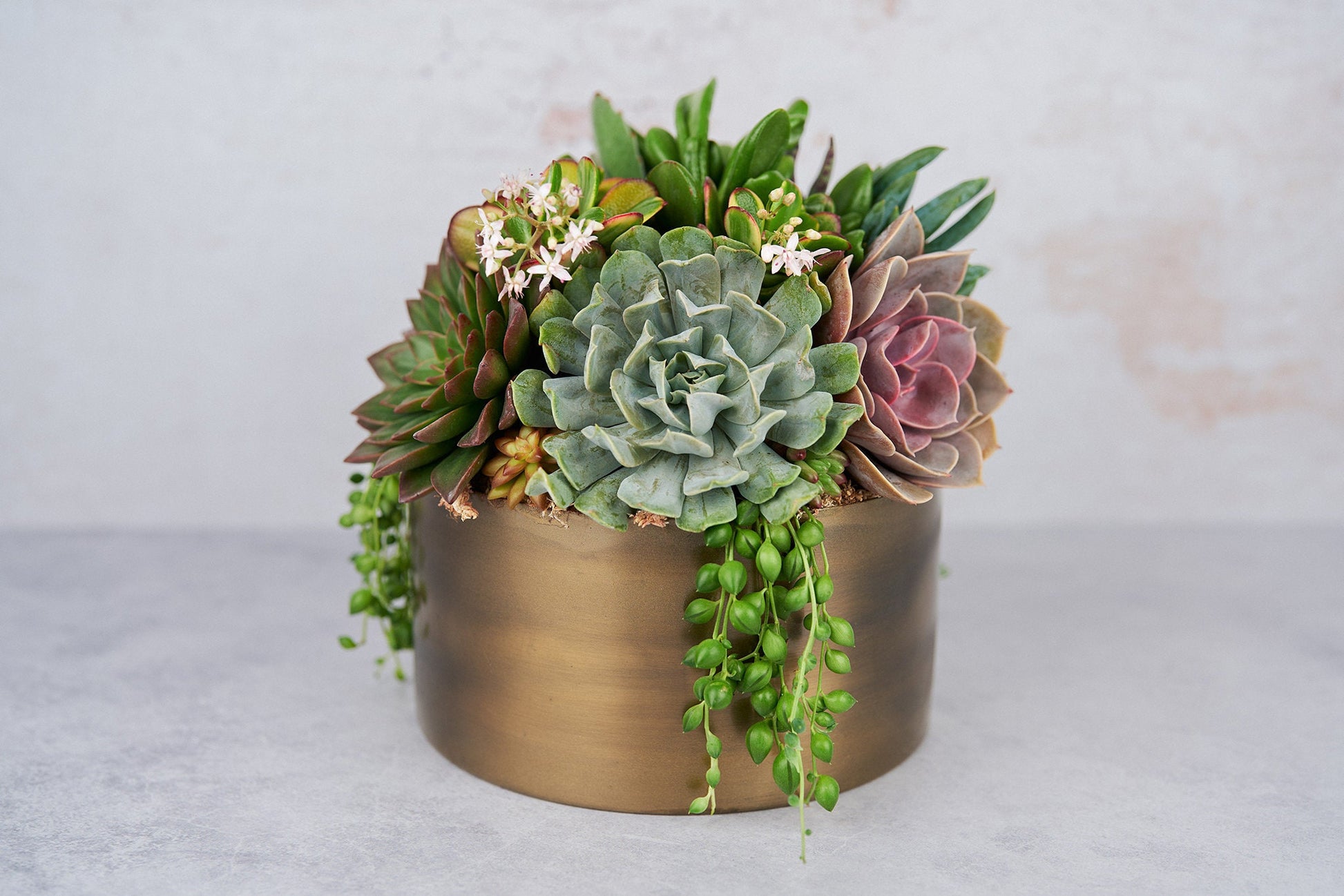 Bronze Metal Bowl Succulent Arrangement Planter: Modern Living Succulent Gift, Centerpiece for Weddings & Events, Housewarming Gift
