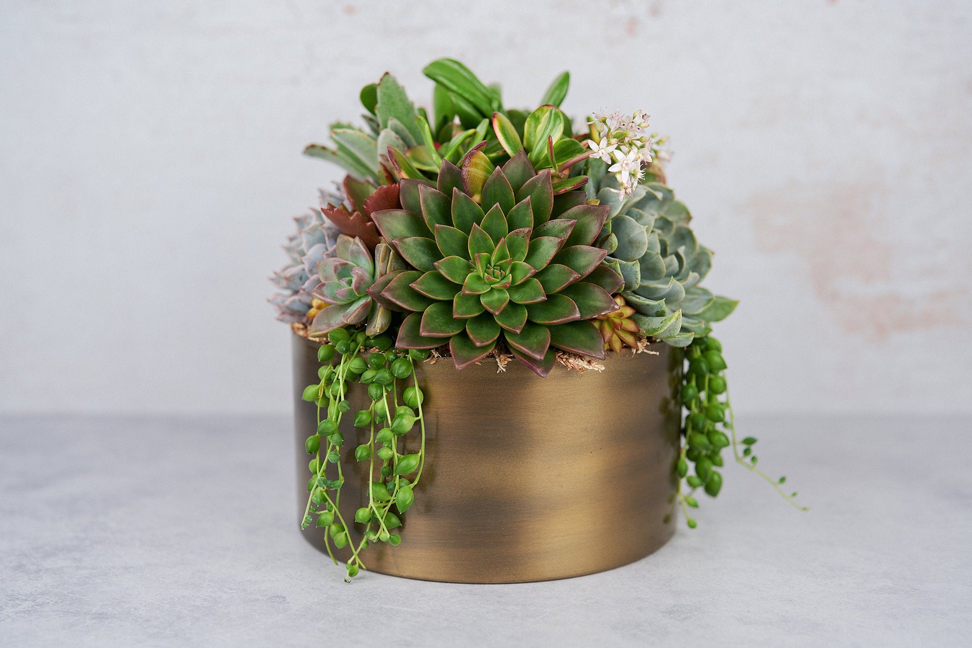Bronze Metal Bowl Succulent Arrangement Planter: Modern Living Succulent Gift, Centerpiece for Weddings & Events, Housewarming Gift