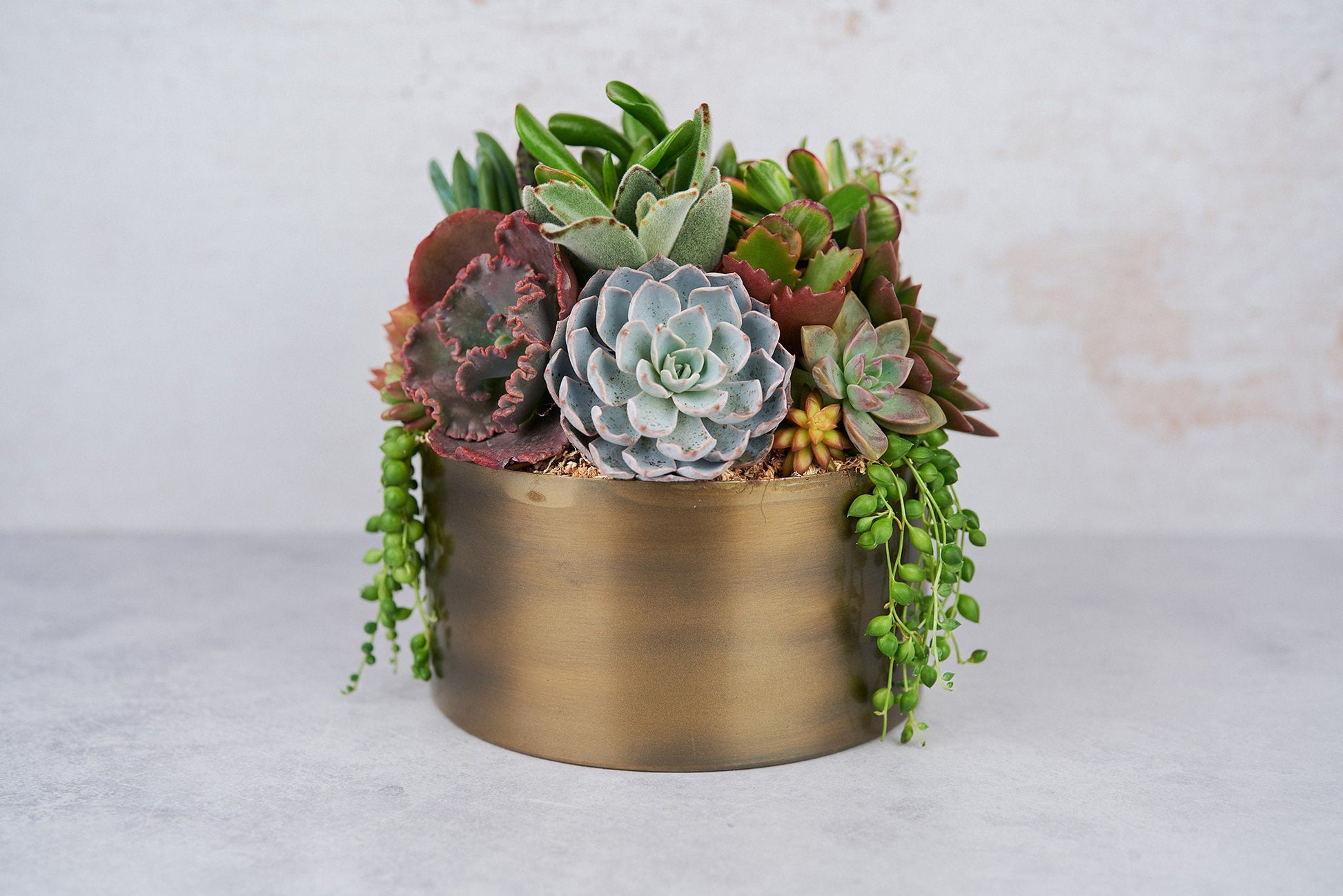 Bronze Metal Bowl Succulent Arrangement Planter: Modern Living Succulent Gift, Centerpiece for Weddings & Events, Housewarming Gift