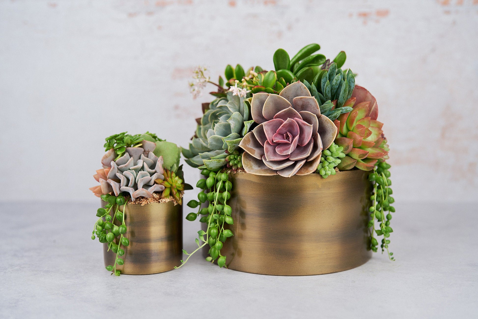 Bronze Metal Bowl Succulent Arrangement Planter: Modern Living Succulent Gift, Centerpiece for Weddings & Events, Housewarming Gift