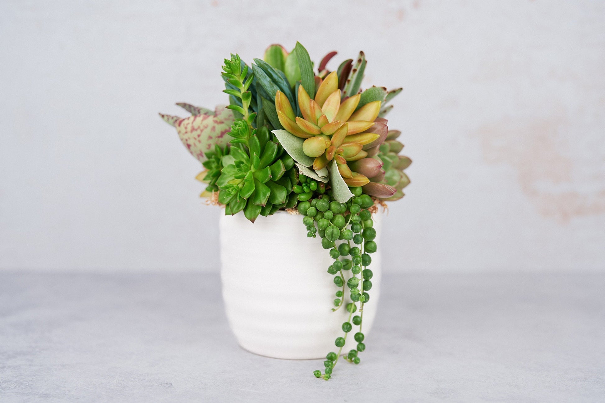 Red Heart Love Succulent Arrangement Valentines Day Gift: Living Succulent Gift, Centerpiece for Weddings & Events, Housewarming Gift