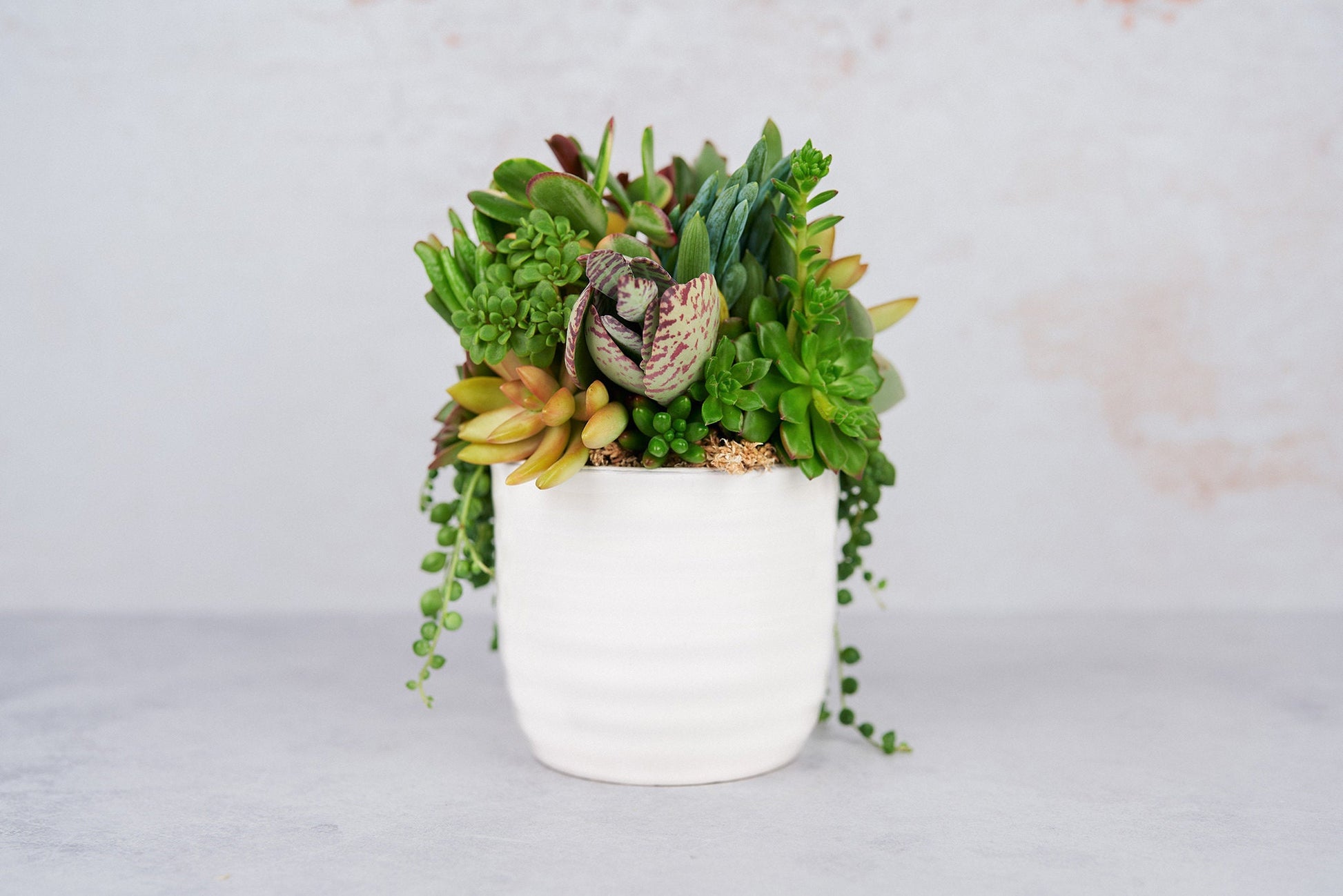 Red Heart Love Succulent Arrangement Valentines Day Gift: Living Succulent Gift, Centerpiece for Weddings & Events, Housewarming Gift