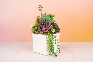 White Cube  Ceramic Succulent Arrangement Planter: Modern Living Succulent Gift or Centerpiece for Weddings & Events