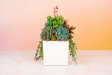 White Cube  Ceramic Succulent Arrangement Planter: Modern Living Succulent Gift or Centerpiece for Weddings & Events
