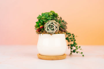 Mini Succulent Pot of Gold Arrangement Planter | Client Gift, Party Favor, Birthday, House Warming Gift for Plant Lovers | Gift for Mom