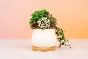 Mini Succulent Pot of Gold Arrangement Planter