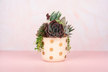 Gold Dot Succulent Arrangement Gift