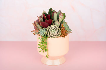 Peach (Pink/Blush) Footed Succulent Arrangement Planter: Living Succulent Gift, Centerpiece for Weddings and events, Housewarming Gift