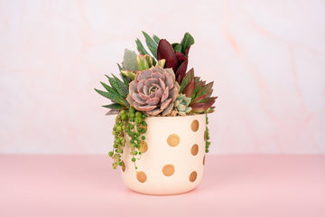 Gold Dot Succulent Arrangement Gift