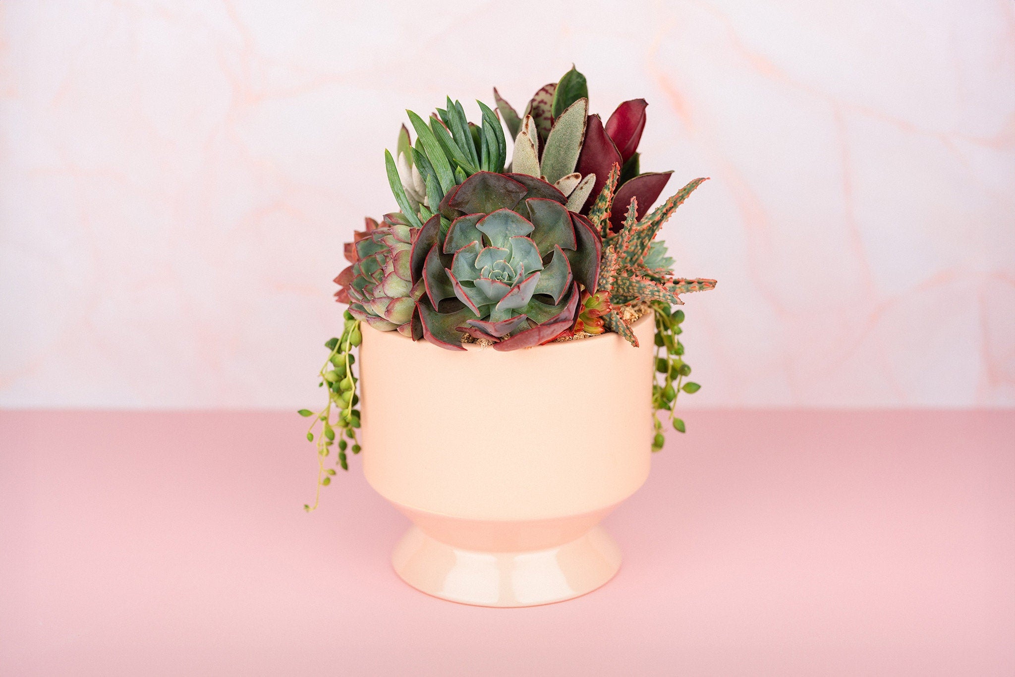 blush succulent Peach (Pink/Blush) Footed Succulent Arrangement Planter