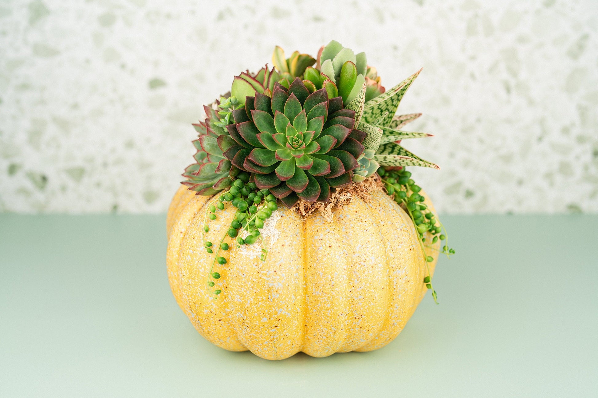 Yellow Large Succulent Pumpkin: Faux Pumpkin Trimmed with Living Succulents for Halloween, Fall Home Decor, Thanksgiving Centerpiece
