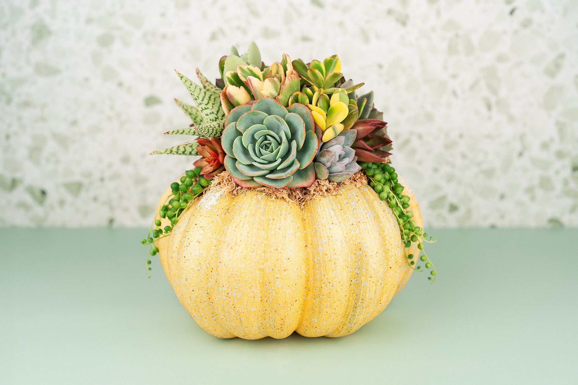 Yellow Large Succulent Pumpkin: Faux Pumpkin Trimmed with Living Succulents for Halloween, Fall Home Decor, Thanksgiving Centerpiece