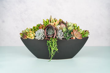 Black Large Boat Succulent Planter Arrangement : Long Ceramic Living Succulent Centerpiece for Weddings & Events or Succulent Gift