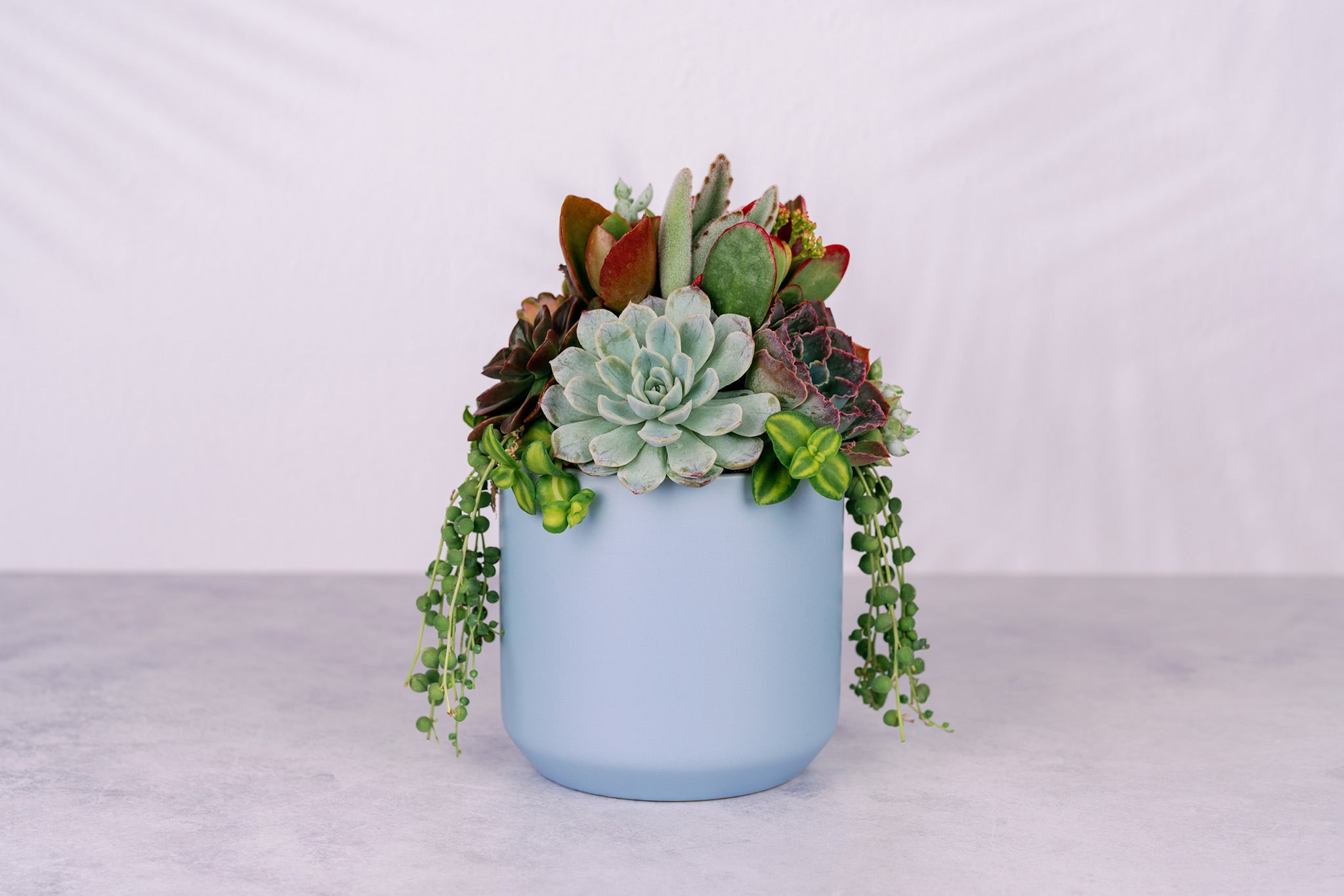 Succulent Arrangement in Baby Blue Ceramic Planter